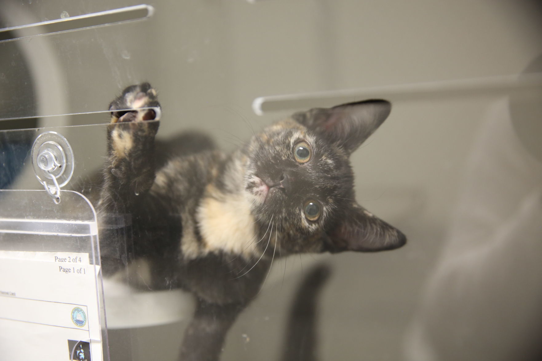 Atlantic County Animal Shelter's Clear the Shelter event Satuday, Aug. 17, 2019. The event runs through Sunday, Aug. 18.